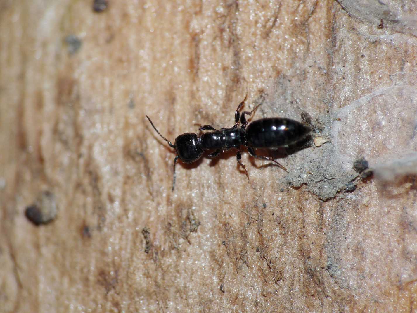 Bethilidae attero